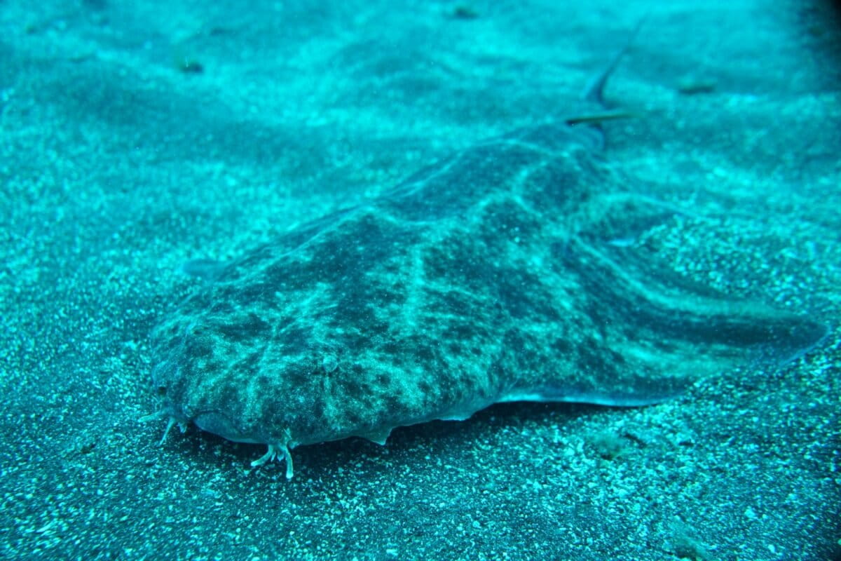 Brazil cities order endangered angelshark meat despite fishing ban
