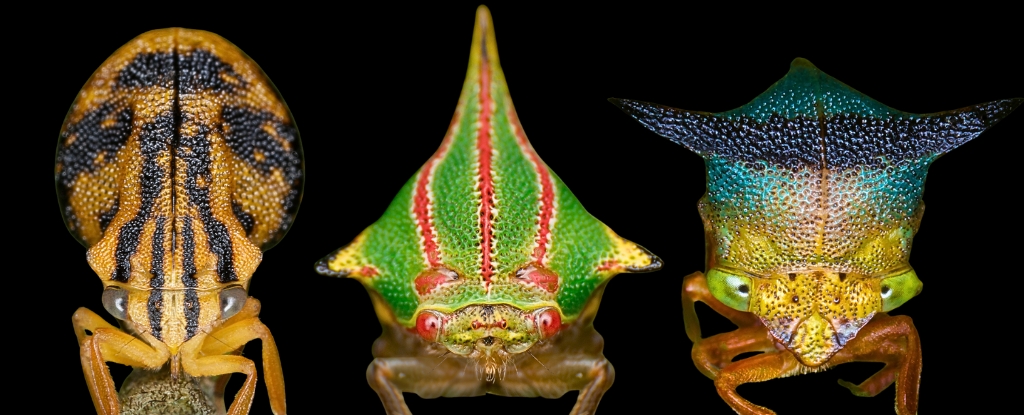 This Bizarre Headgear May Give These Bugs Electric Superpowers : ScienceAlert