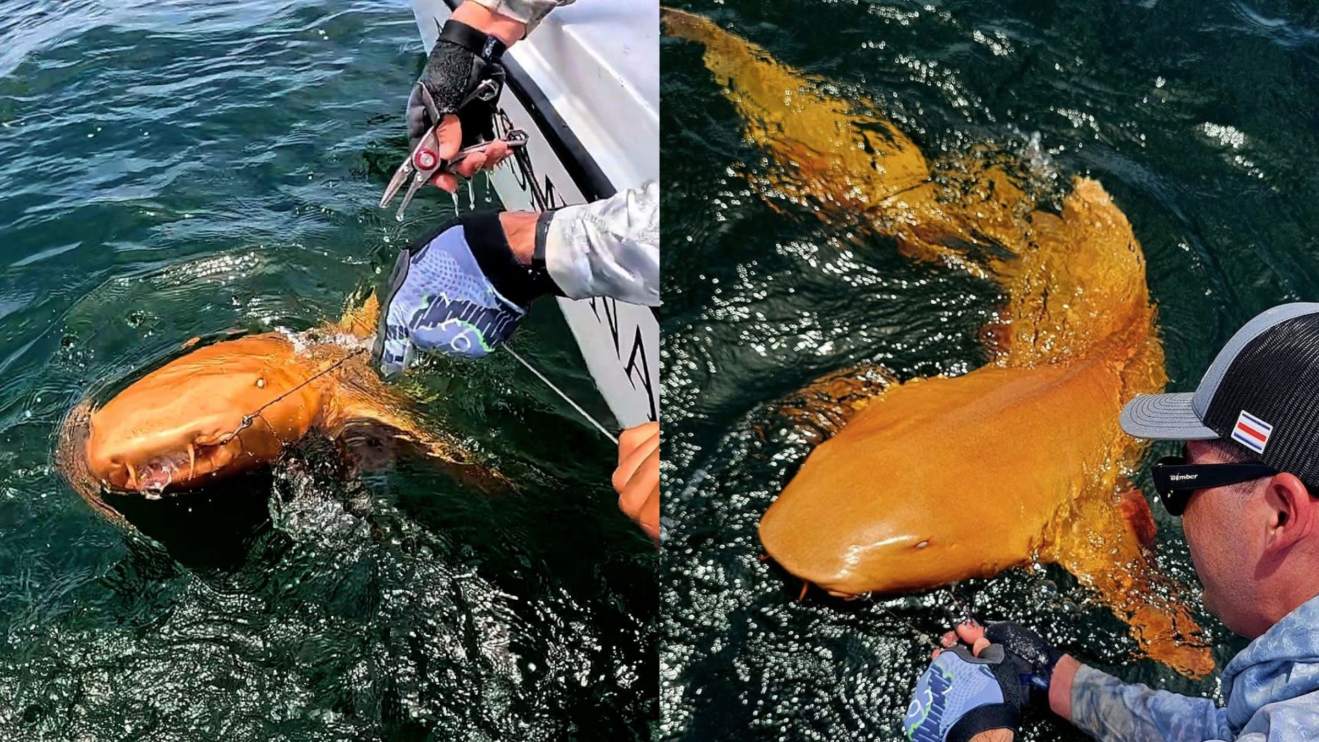 First-of-its-kind shark with bright orange skin found in Caribbean