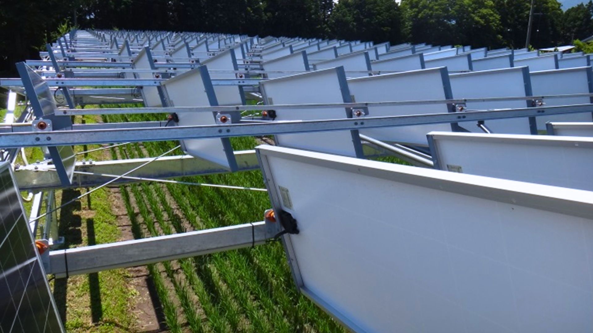Sun-tracking solar panels power Japan’s rice fields without crop loss