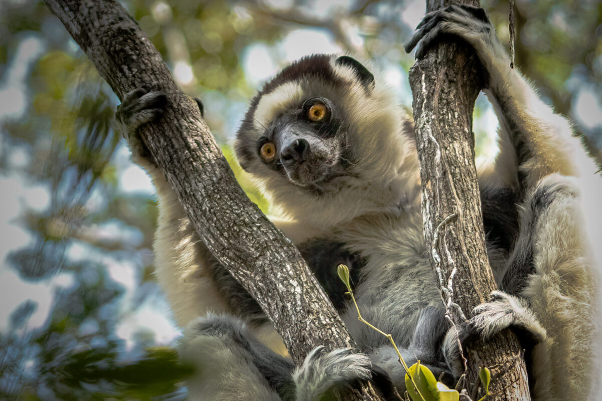 New list of primates in peril aims to focus attention and inspire action