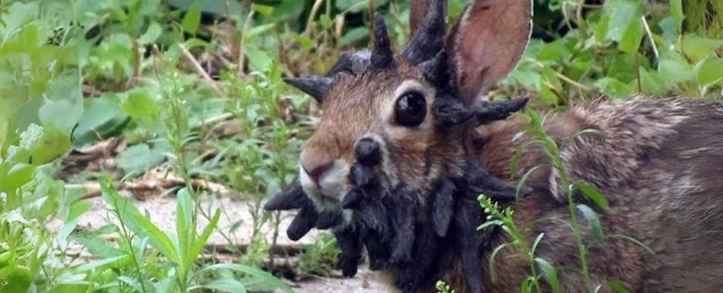 Wild Rabbits in US Show Startling ‘Tentacle’ Growths on Their Heads : ScienceAlert