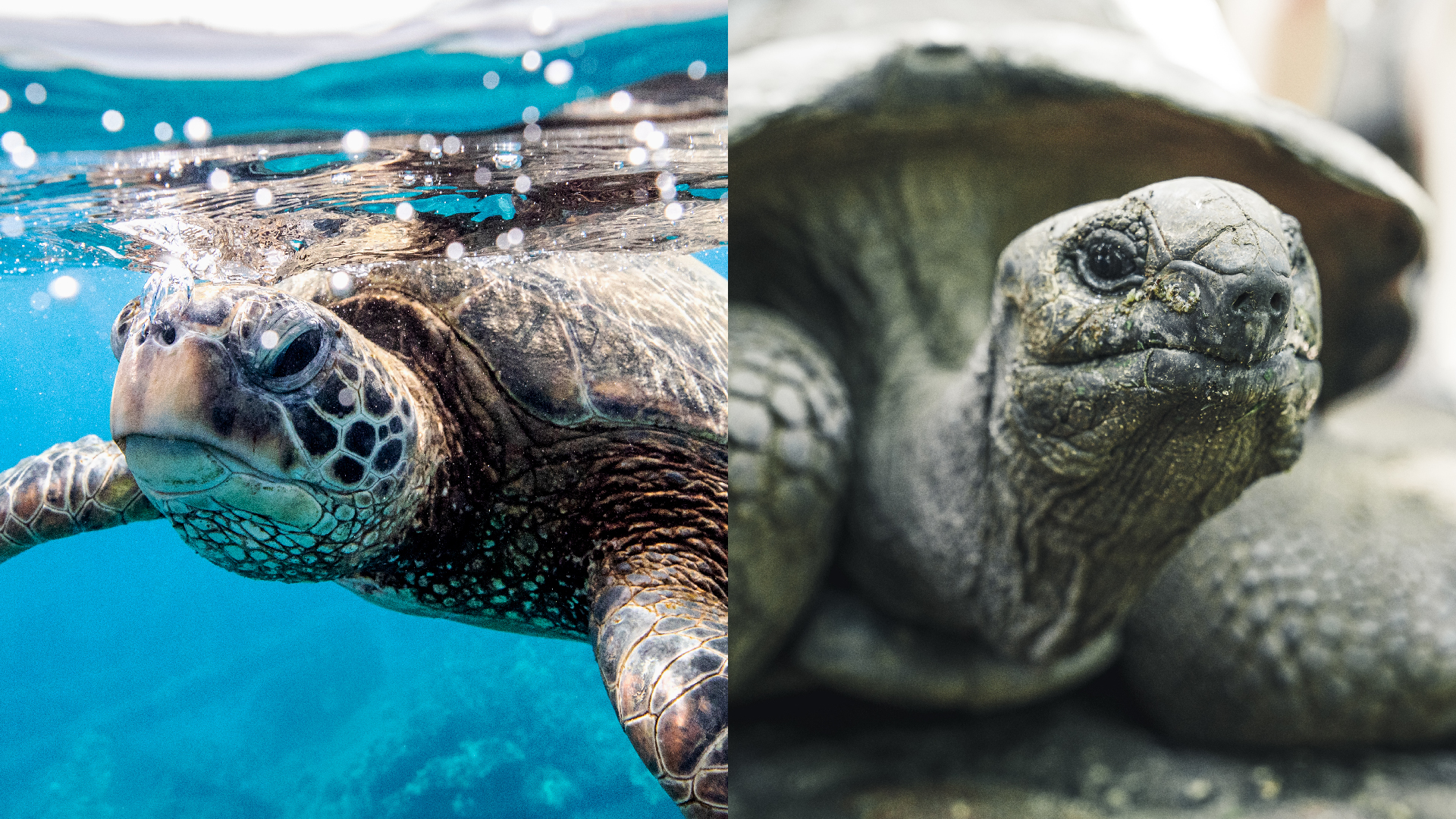 What’s the difference between a turtle and a tortoise?