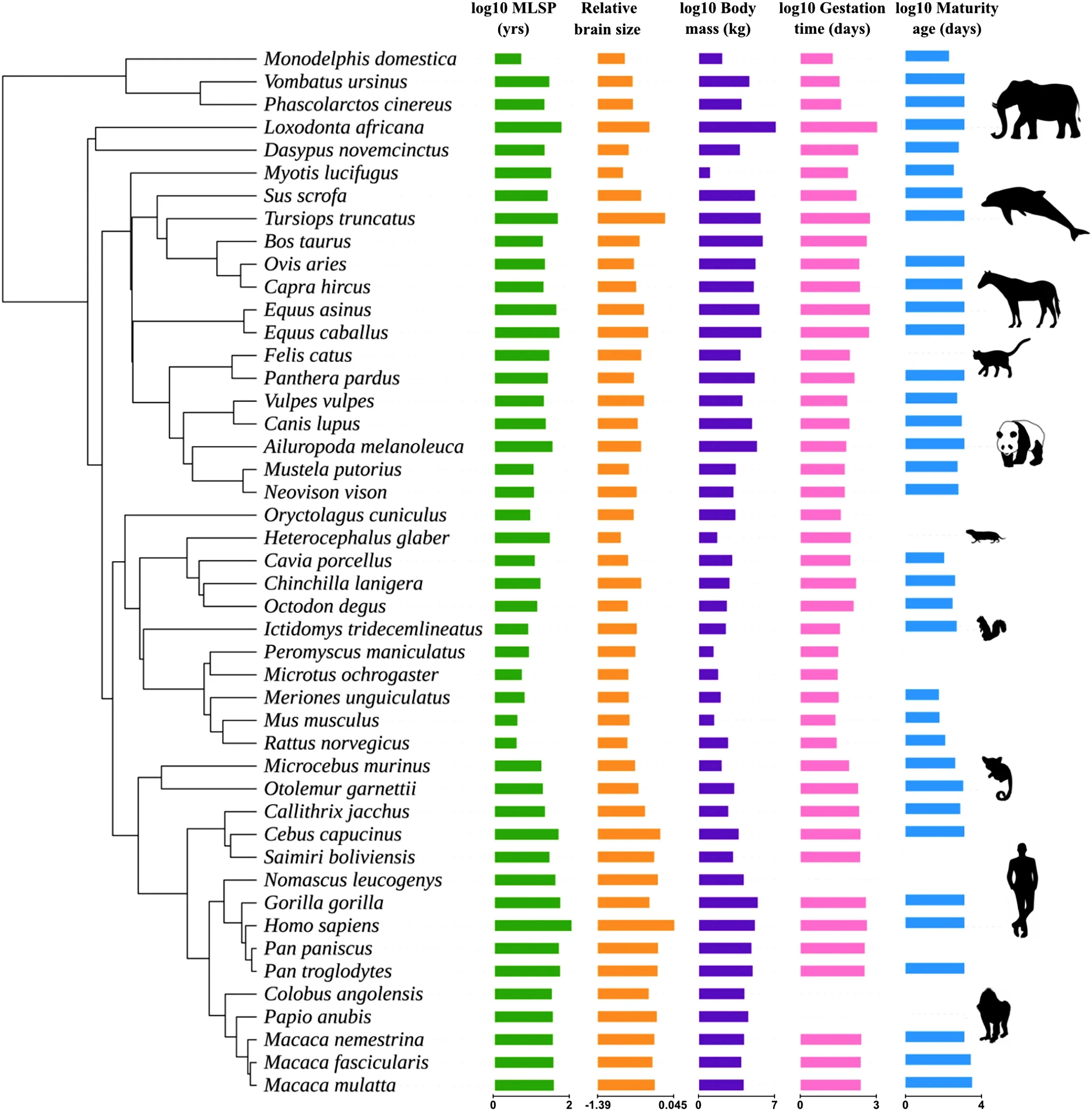 Why some animals live days and others live for centuries