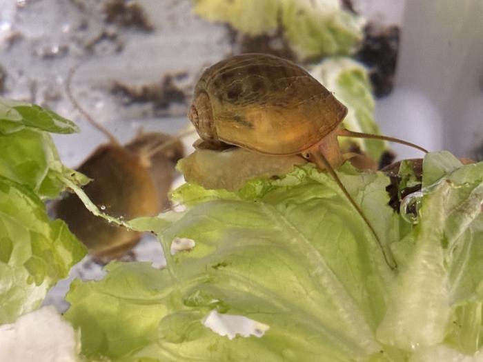These Snails Can Regrow Their Eyes — Could They Help Treat Eye Injuries in Humans?