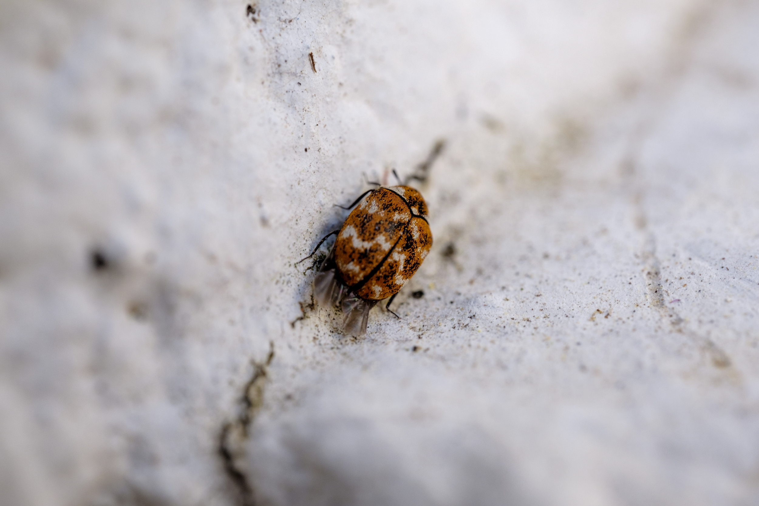 Bubonic Plague Detected In Tahoe