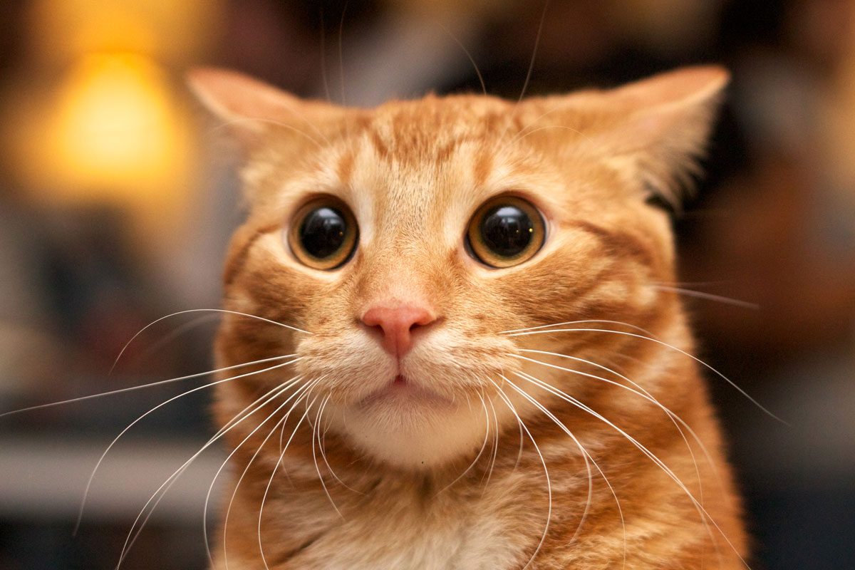 The (very adorable) reasons cats get the zoomies after pooping