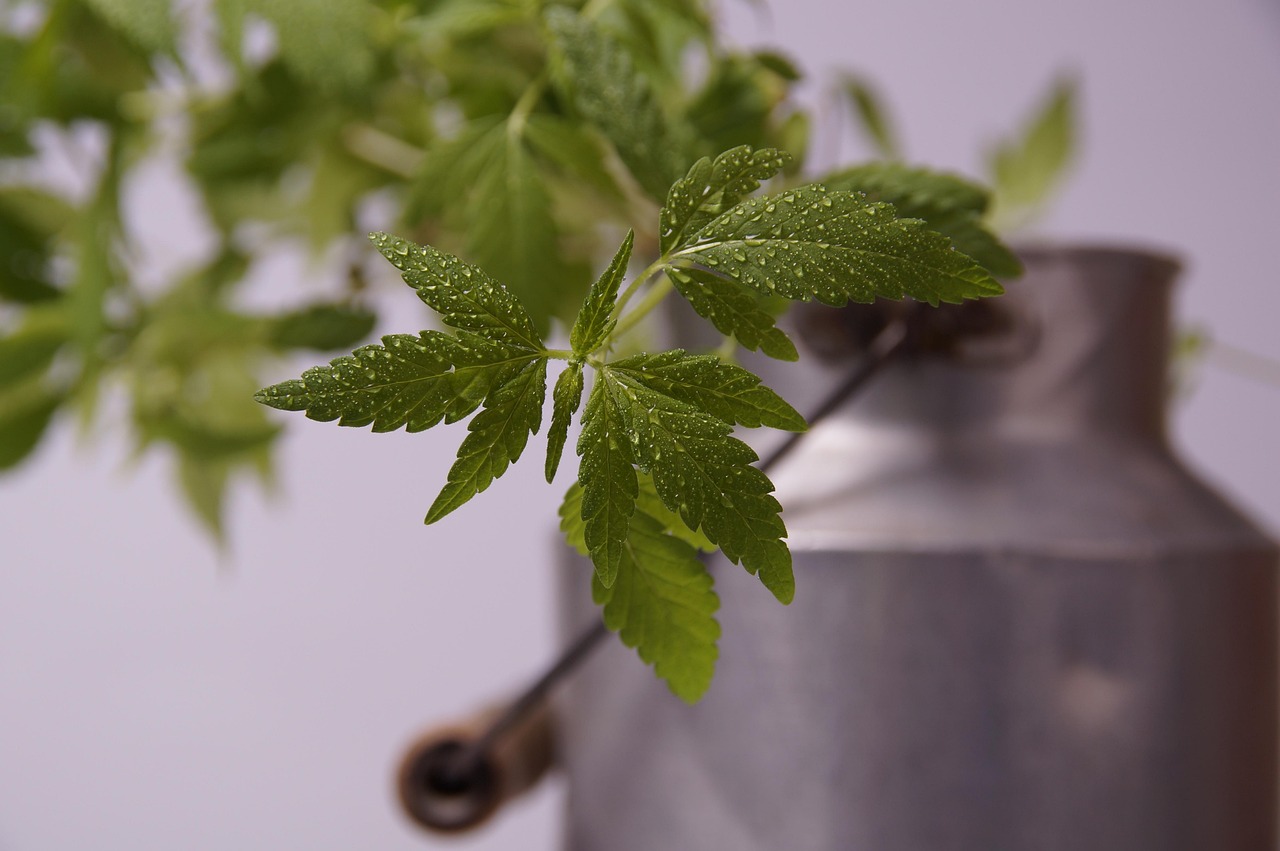 Study Examines CBD Use and Liver Safety