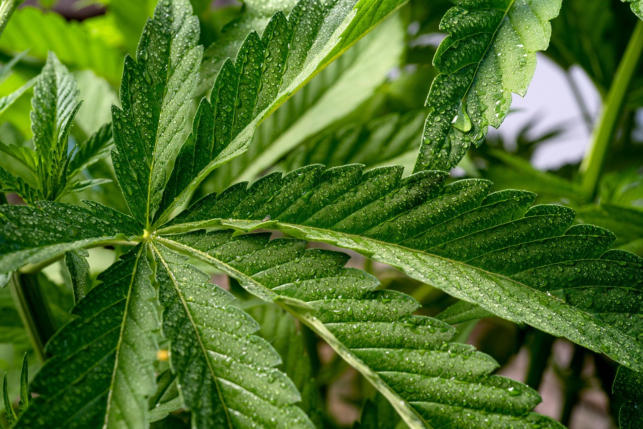 Study Detects No Trace Amounts of THC in Cows Fed Hemp Byproduct