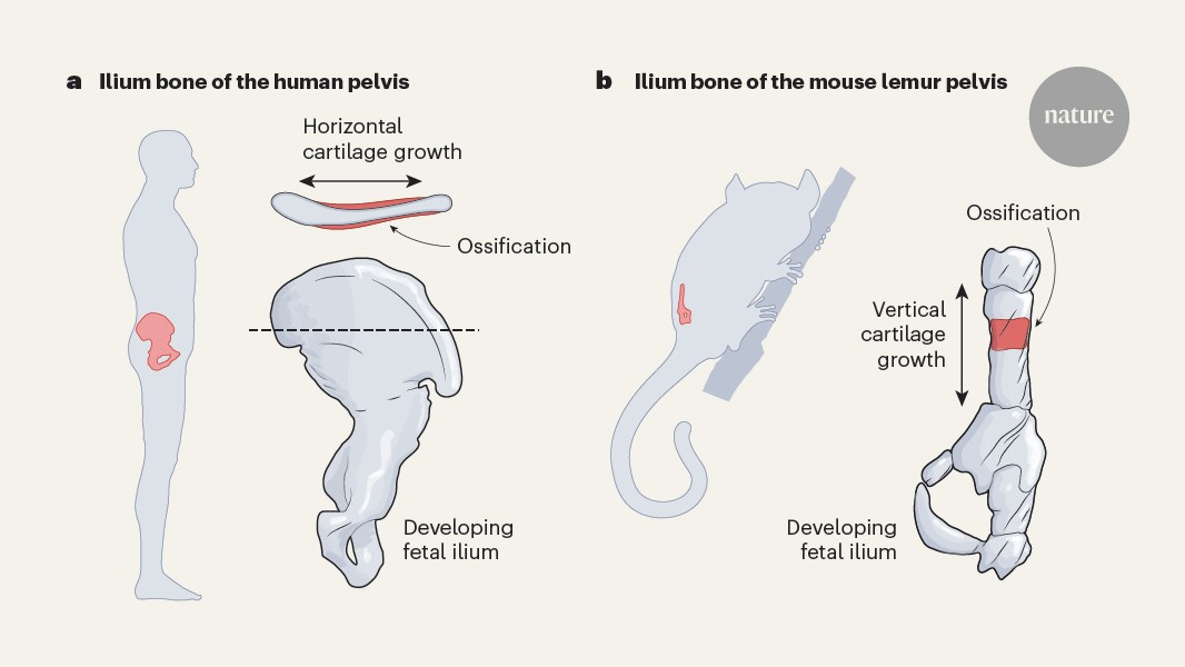 How the pelvis evolved to enable human bipedalism