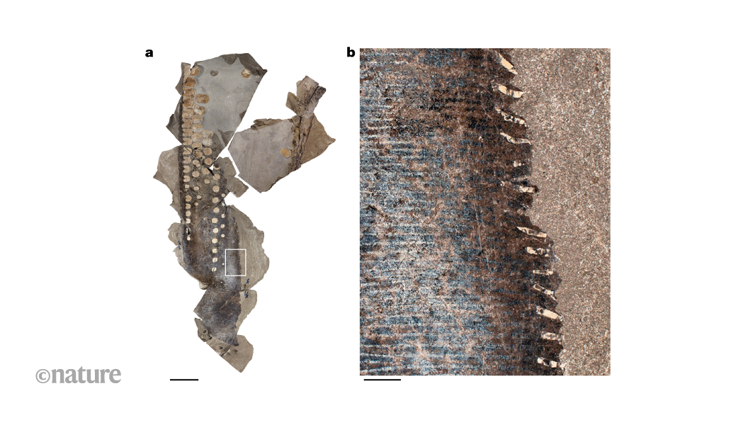 Ancient marine reptile was a silent swimmer