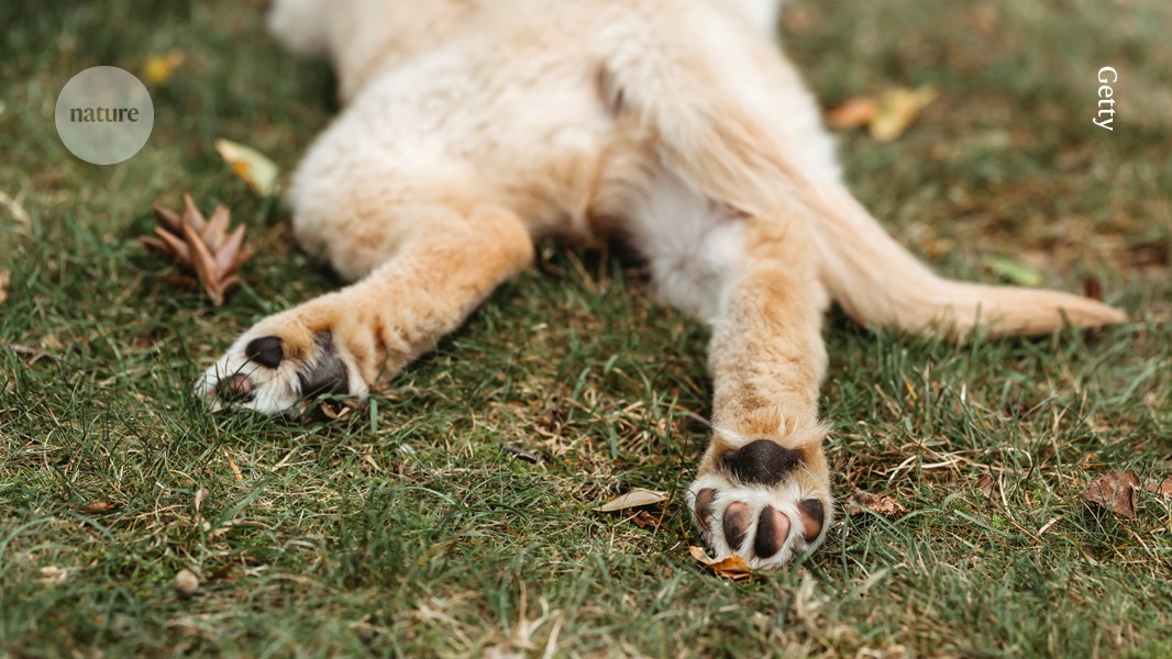 How animal paw pads got their toughness