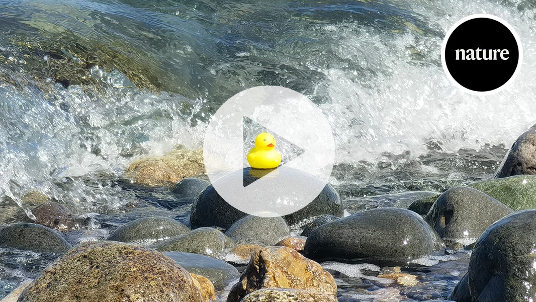 Why did researchers stick a duck to a rock? To show off their super glue