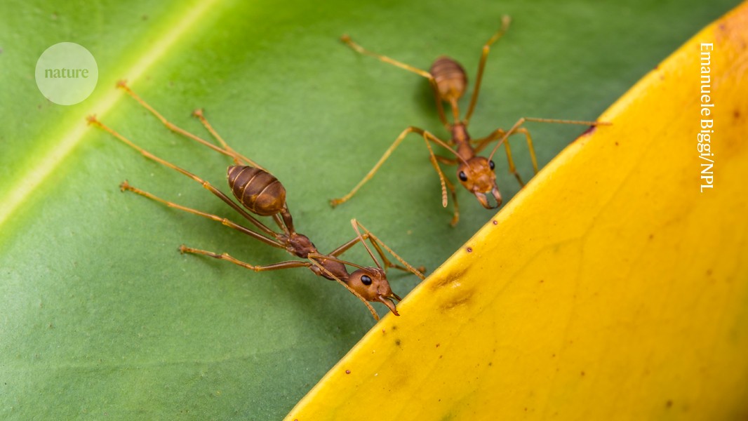 Super-efficient teamwork is possible — if you’re an ant