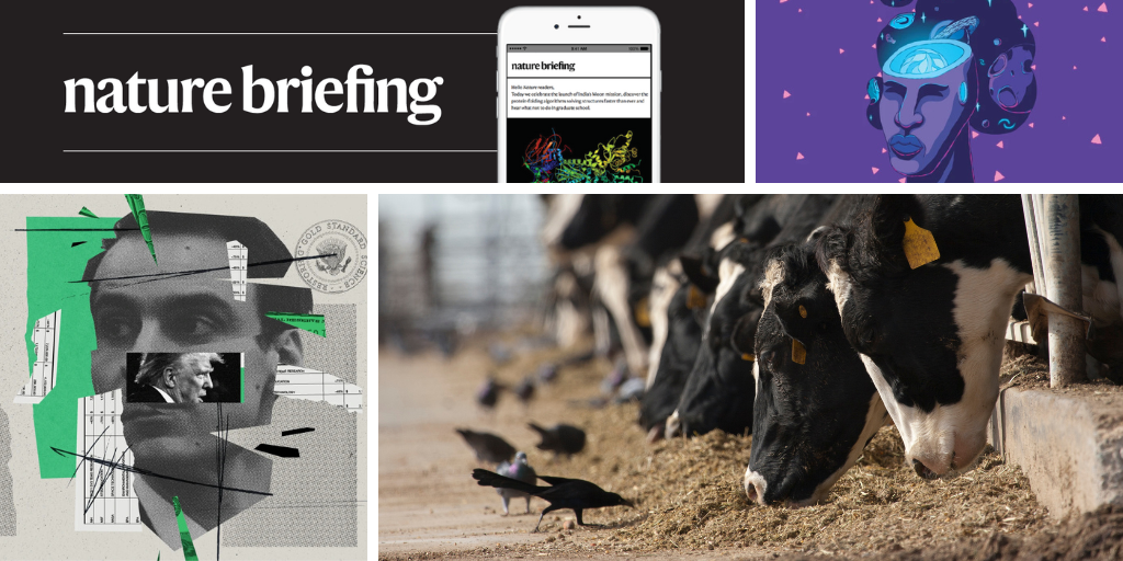 Bird flu is ‘everywhere’ on dairy farms
