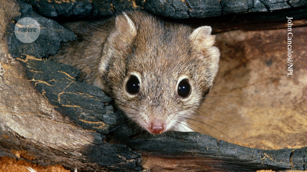 Tiny Australian predator defies drought to recover from near-extinction