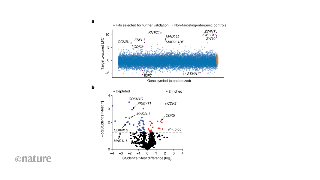 Anticancer compounds that exploit a compromised checkpoint in the cell cycle