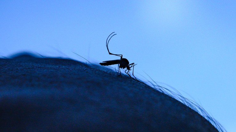 When will dengue strike? Outbreaks sync with heat and rain