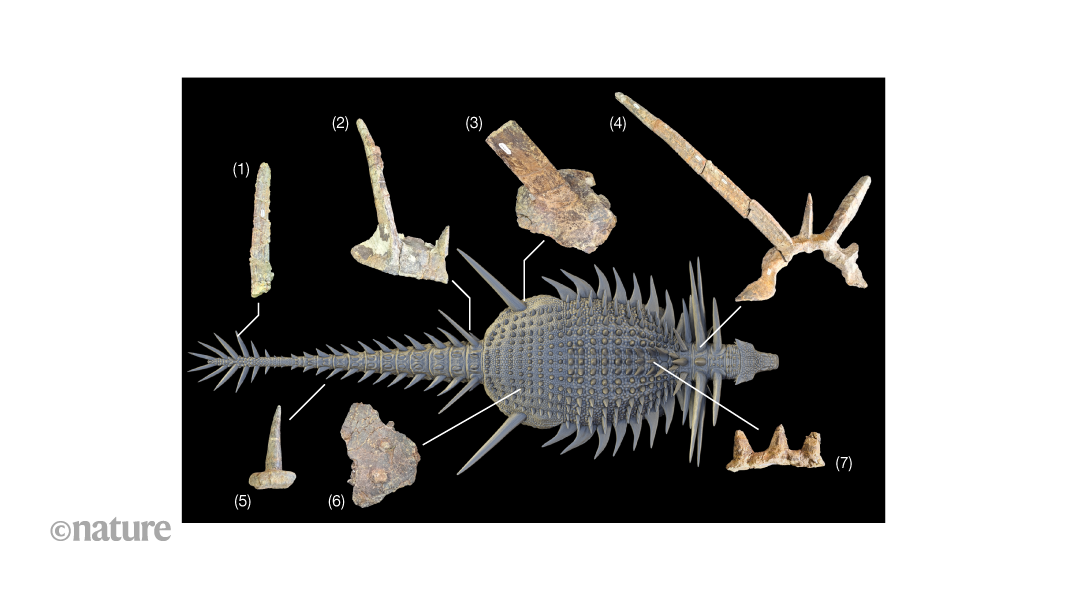 A spiky armoured dinosaur from Africa causes a rethink of ankylosaur evolution