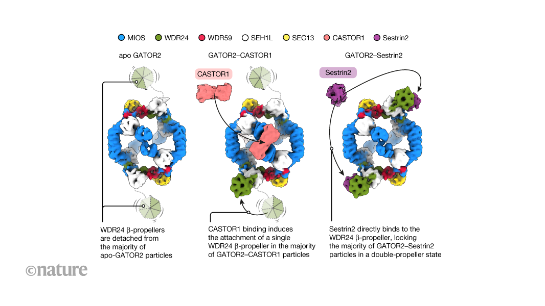 A closer look at how cells sense dietary nutrients