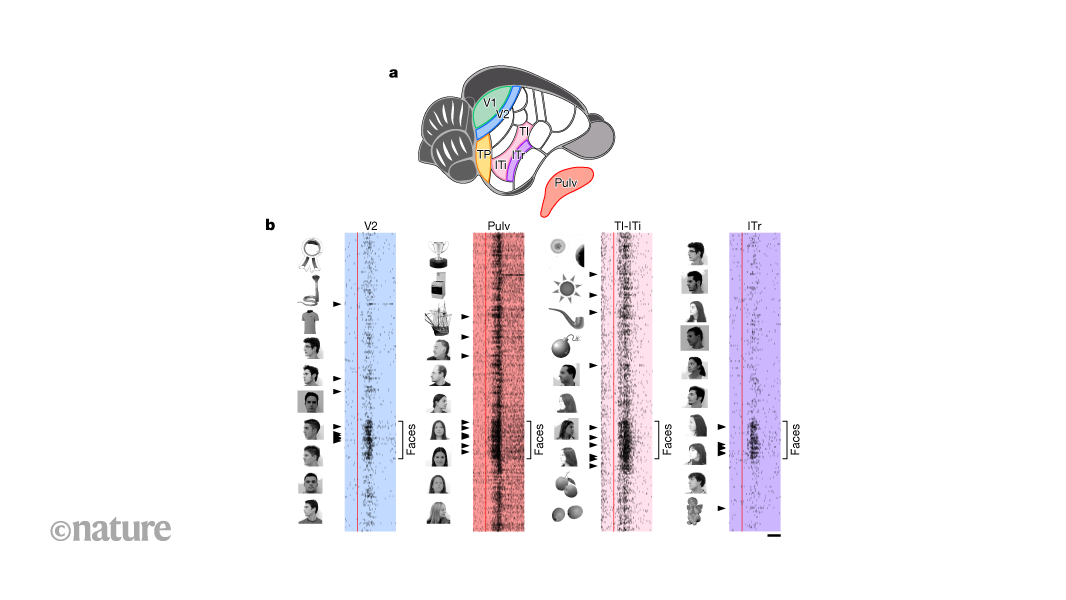 How tree shrews see the world