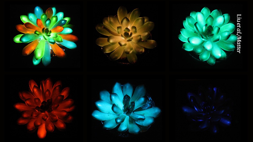 Glow-in-the-dark houseplants shine in rainbow of colours
