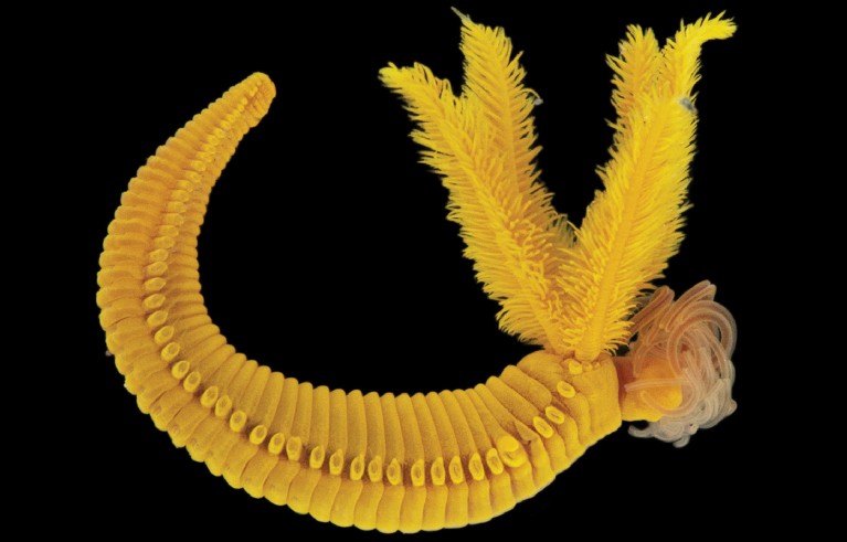 This deep-sea worm creates a toxic yellow pigment found in Rembrandt and Cézanne paintings