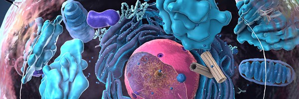 Deeper human proteome profiling with higher throughput via optimized ion processing