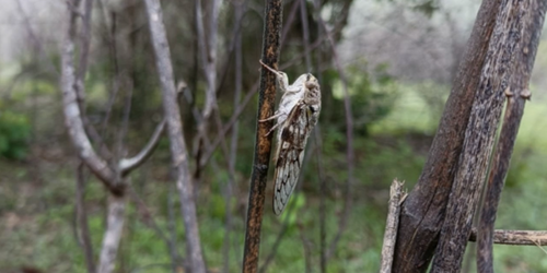 Cicadas Decide to Sing with a Little Help from Their Friends