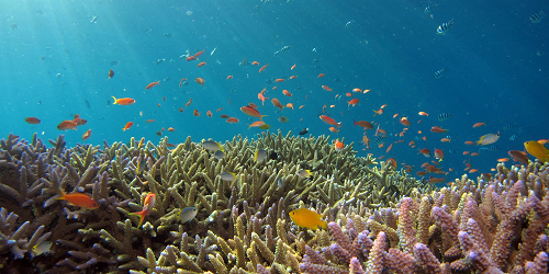 Physics – Ecology Enables Endless Evolution