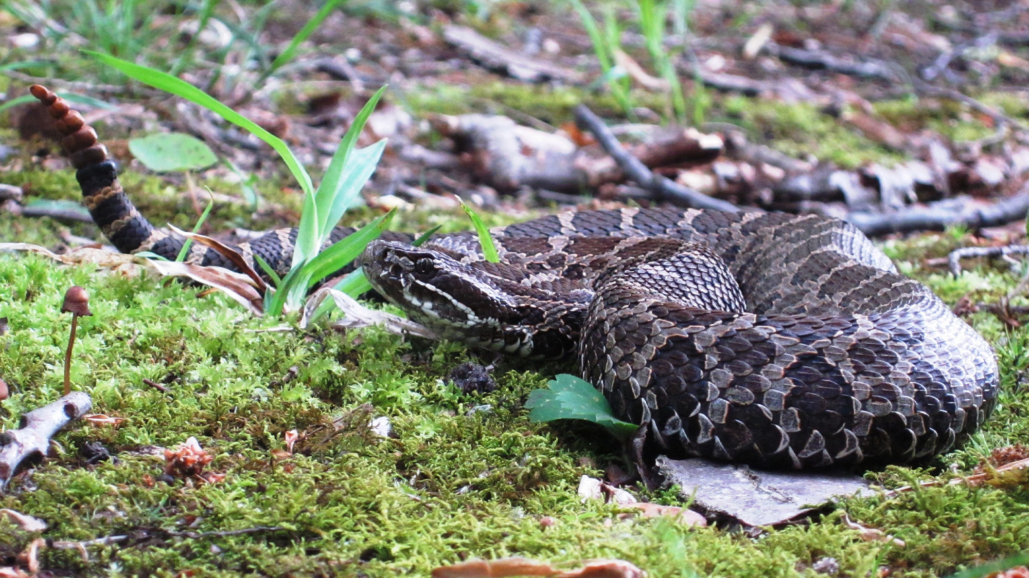 Michigan’s only rattlesnake is inbreeding