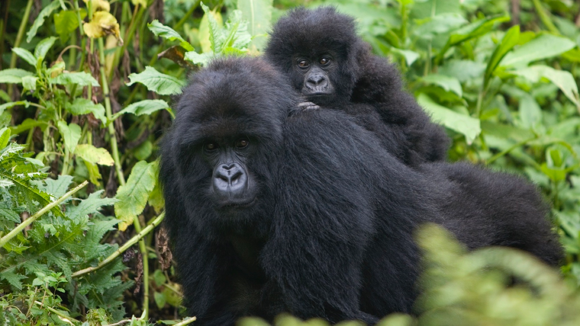 Female mountain gorillas wield a lot of power