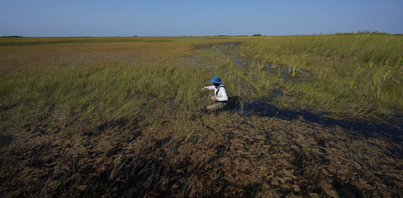 National parks are key conservation areas for wildlife and natural resources