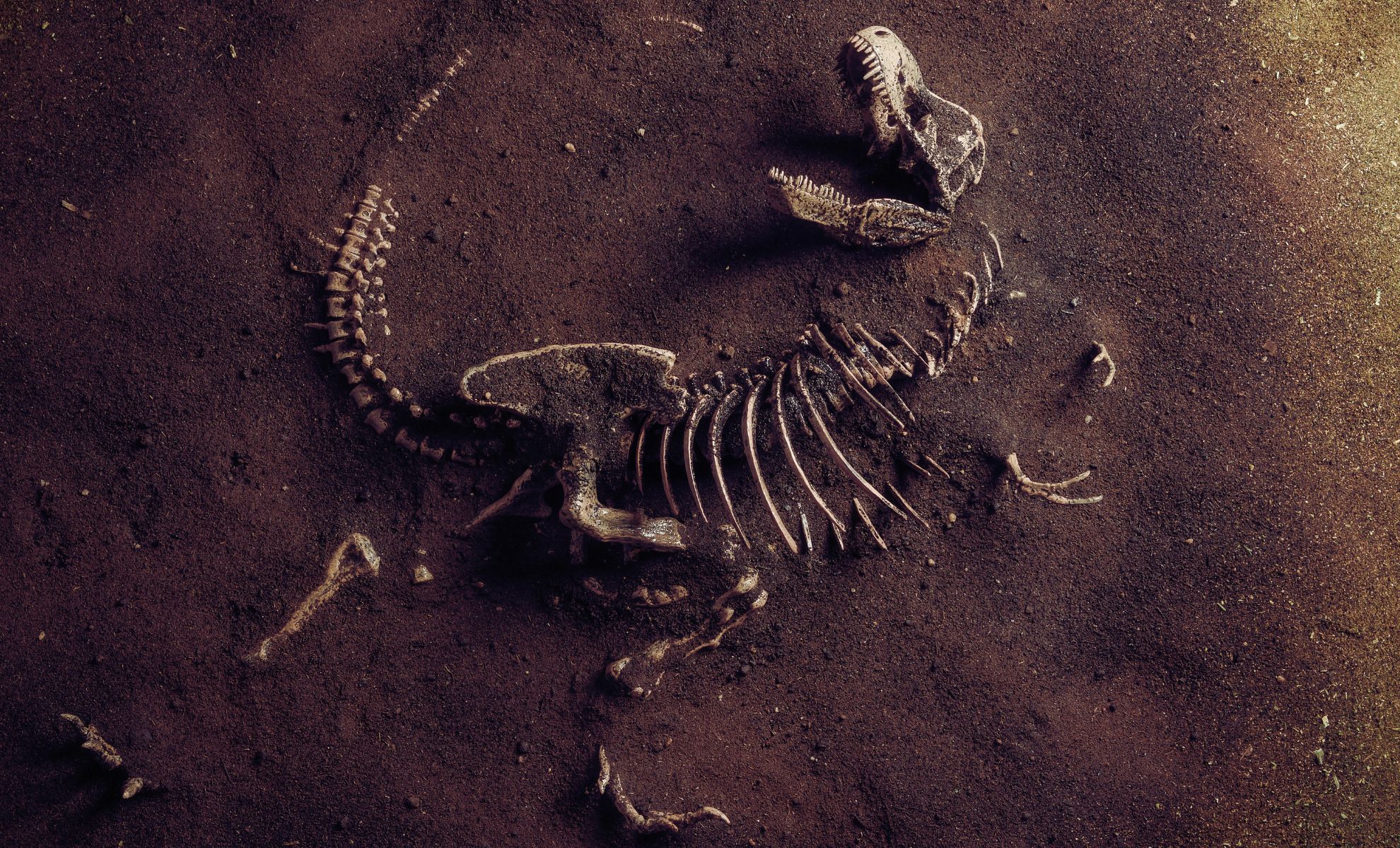 Giant Dinosaur Fossil Discovered in China That Could Outsize the World’s Largest T. rex!