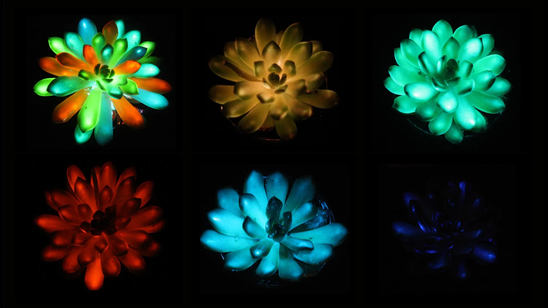Living night lights: Succulents that store sunlight and shine for hours