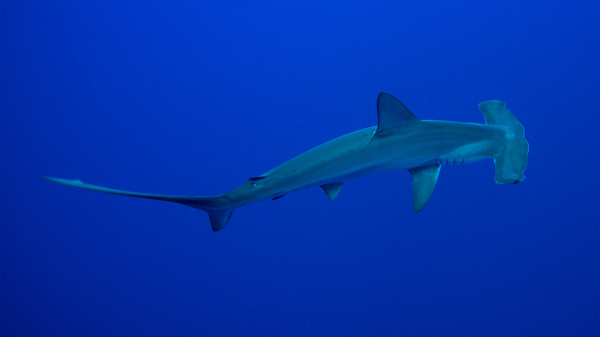 Hammerhead sharks eat other sharks—and it’s worth the risk