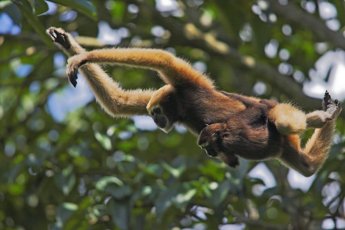 Bangladesh retreating from development activities planned in forest lands