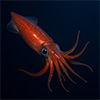 Squid-derived nanotechnology powers efficient filters for nanoplastics and dyes