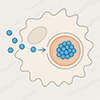 Smart nanoparticles calm arthritis by silencing inflammation at the source