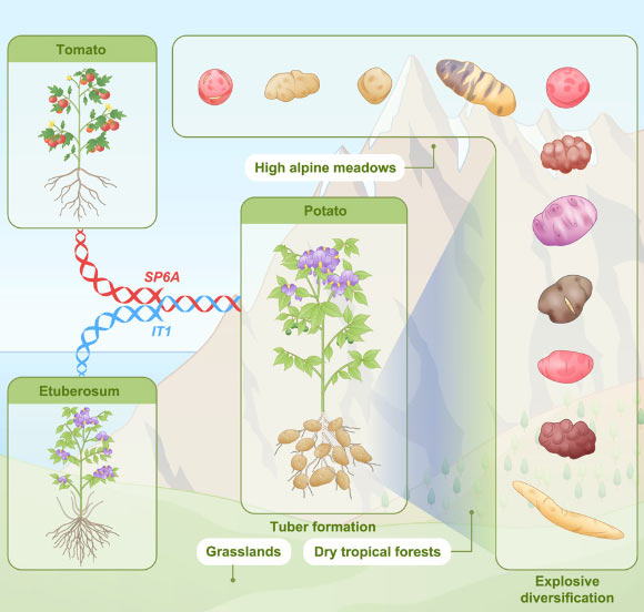 Potato Evolved from Tomato Plants 8-9 Million Years Ago, New Research Suggests