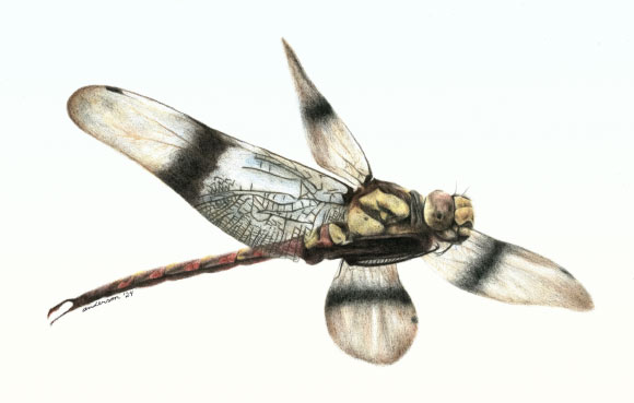75-Million-Year-Old Dragonfly Species Found | Sci.News