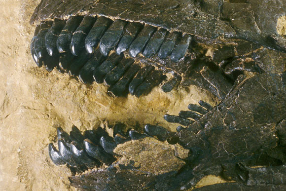 Scientists Reconstruct Mesozoic Carbon Dioxide Levels and Photosynthesis from Dinosaur Tooth Enamel