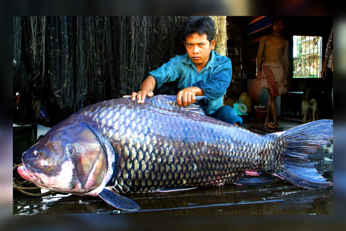 Shrinking Mekong megafish underlines risks to the river, study finds
