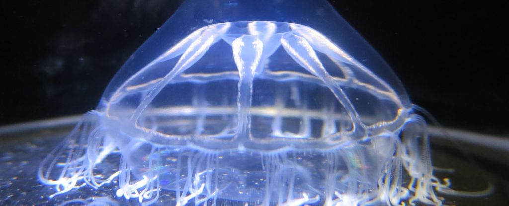 Scientists Found a Mysterious Barrier in The Ocean That Jellyfish Won’t Cross : ScienceAlert