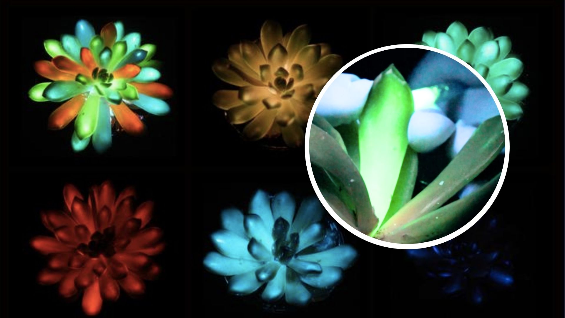 Plants that shine in various colors developed, charge with sunlight