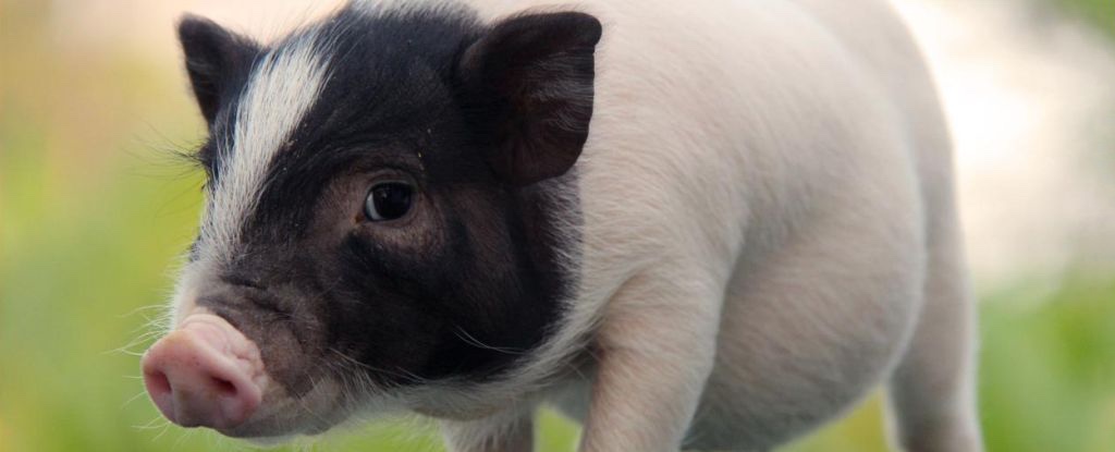 Pig Lung Transplanted Into a Human in Major Scientific First : ScienceAlert