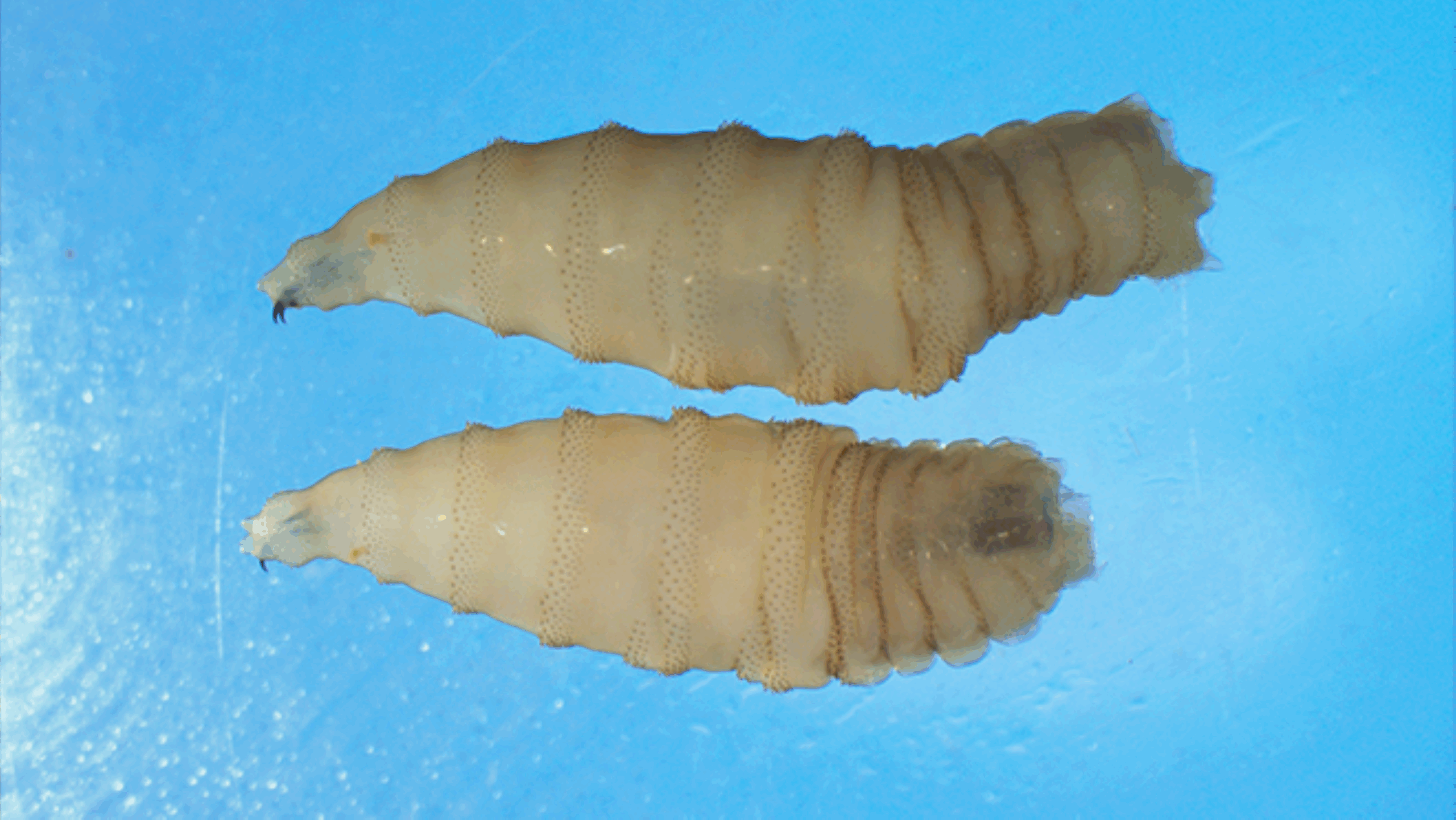 ‘Flesh-Eating Maggots’ Back in the US After 60 Years – But Can the Deadly Screwworm Spread Between People?