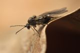 Two Rare Parasitic Wasp Species Likely Hitchhiked On a Plane to Get to the U.S.