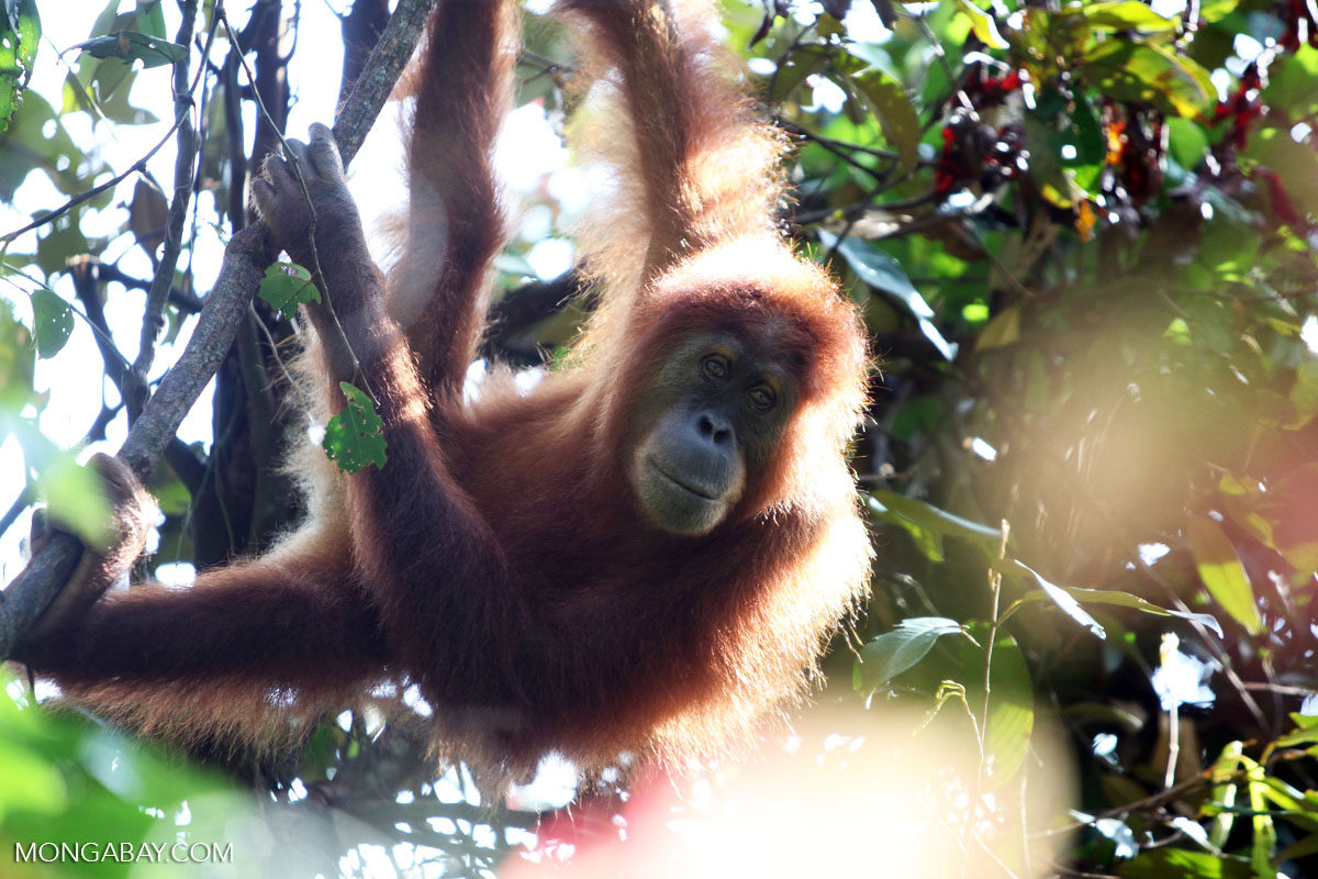 Global brands join drive for deforestation-free palm oil in Indonesia’s Aceh