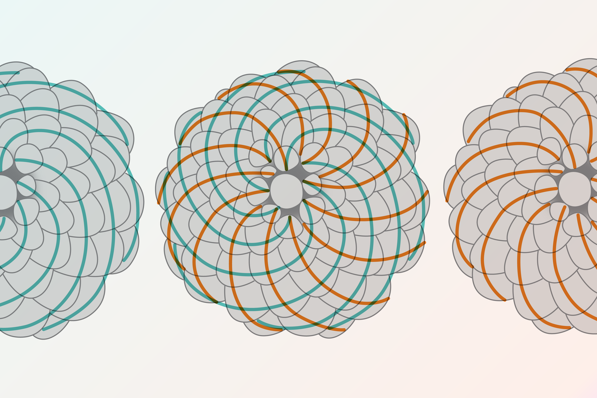 Students Find Hidden Fibonacci Sequence in Classic Probability Puzzle